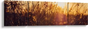 Obraz pola o zachodzie słońca (170x50 cm)