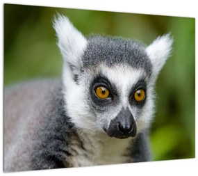 Obraz na szkle lemura (70x50 cm)