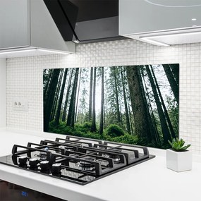 Szkło nad Blatem Promienie Słońca W Lesie