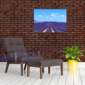 Obraz - Pole lawendy (70x50 cm)