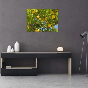 Obraz na szkle - Drzewo cytrynowe (70x50 cm)