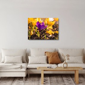 Obraz na szkle - fioletowy kwiat (70x50 cm)