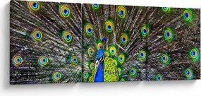 Obraz - Paw (z zegarem) (90x30 cm)