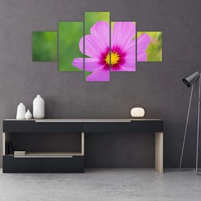 Obraz - polny kwiat (125x70 cm)