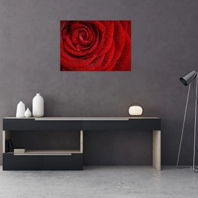 Obraz - szczegół róży (70x50 cm)