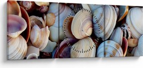 Obraz muszelek (z zegarem) (90x30 cm)