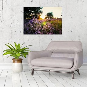 Obraz pola lawendy (70x50 cm)