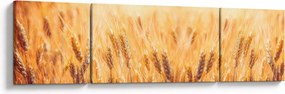 Obraz - pole z ziarnami (170x50 cm)