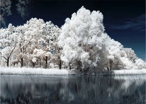 Obraz na szkle - Śnieżnobiałe drzewa (70x50 cm)