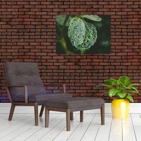 Obraz - krople na liściu (70x50 cm)