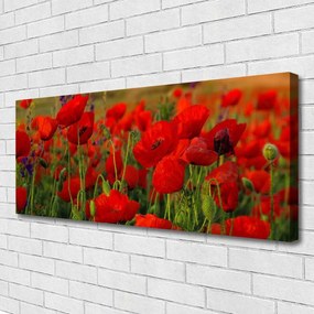 Fotoobraz na płótnie Maki w Letnim Słońcu