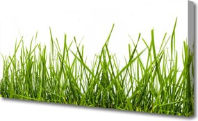 Fotoobraz na płótnie Soczysta Zielona Polana