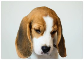 Obraz Beagle (70x50 cm)