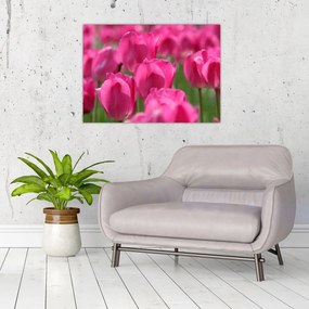 Obraz - Różowe tulipany (70x50 cm)