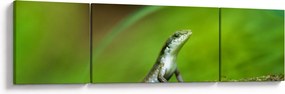 Obraz jaszczurki (170x50 cm)