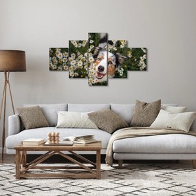 Obraz - Owczarek australijski (125x70 cm)