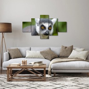 Obraz lemura (125x70 cm)