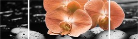 Obraz - Pomarańczowe orchidee (170x50 cm)