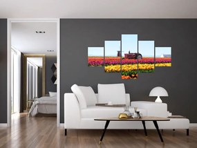 Obraz farmy tulipanów (125x70 cm)