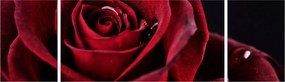 Obraz - Czerwona róża (170x50 cm)