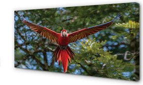 Fotoobraz na płótnie Papuga Ara w Zbliżeniu