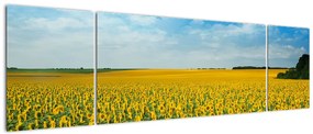 Obraz - ciąg słoneczników (170x50 cm)