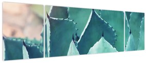 Obraz - Sukulent (170x50 cm)