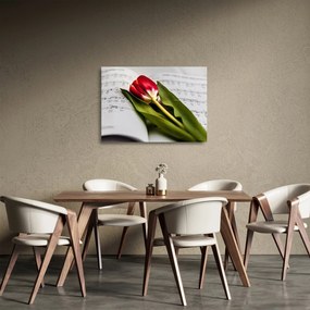 Obraz na szkle czerwonego tulipana (70x50 cm)