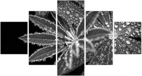 Obraz - Krople (125x70 cm)