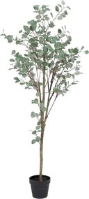 Sztuczny eukaliptus (wysokość 180 cm) Eucalyptus – Ixia
