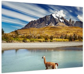 Obraz - Park Narodowy Torres del Paine (70x50 cm)