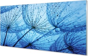 Panel szklany do Kuchni Puszyste Dmuchawce z Rosą