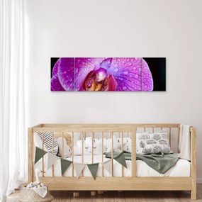 Zbliżenie kwiatu orchidei (170x50 cm)