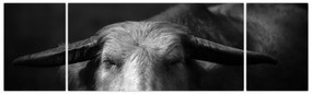 Obraz - Krowa (170x50 cm)