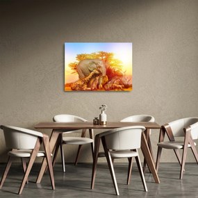 Obraz na szkle zwierząt afrykańskich (70x50 cm)