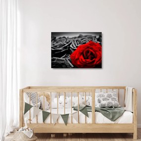 Obraz na szkle - Kwiaty róży (70x50 cm)