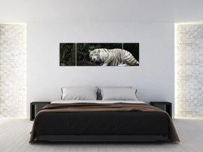Obraz - Tygrys albinos (170x50 cm)