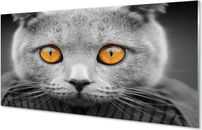 Panel Szklany Dostojny Szary Kot Brytyjski