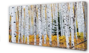 Zdjęcie na płótnie Jesienne Brzozy