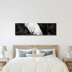 Obraz - Paw, czarno - biały (170x50 cm)