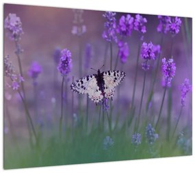 Obraz - Motyl w lawendach (70x50 cm)