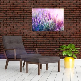 Obraz - Lawenda w słońcu (70x50 cm)