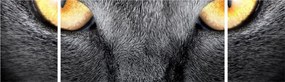 Obraz - Portret kota z bliska (170x50 cm)