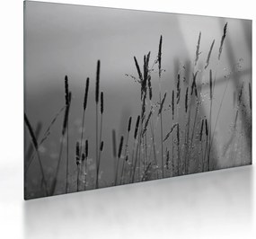 Obraz na szkle - źdźbła trawy (70x50 cm)