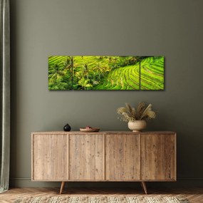 Obraz - Pola ryżowe (170x50 cm)