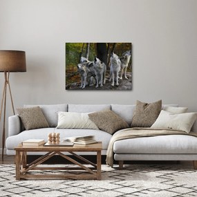 Obraz - Wilki na skale (70x50 cm)