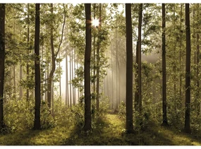 Fototapeta XXL Forest 360 x 254 cm, 4 części