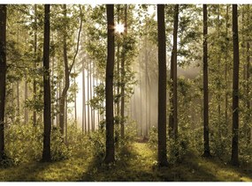 Fototapeta XXL Forest 360 x 254 cm, 4 części