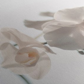 Obraz białej orchidei (170x50 cm)