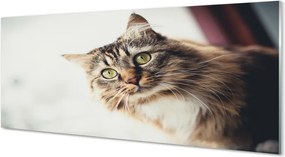 Panel Szklany Majestatyczny Maine Coon